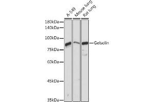 Western blot analysis of extracts of various cell lines, using Gelsolin antibody (ABIN7267365) at 1:1000 dilution. (Gelsolin anticorps  (AA 543-782))