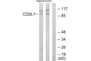 Western blot analysis of extracts from HepG2 cells and HUVEC cells, using CD2L1 antibody.