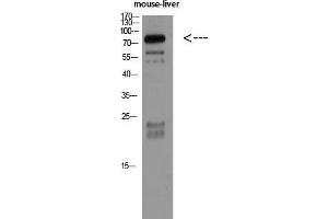 Western Blot (WB) analysis of Mouse Liver using VE-Cadherin Polyclonal Antibody diluted at 1:500.