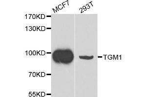 Western blot analysis of extracts of various cell lines, using TGM1 antibody. (TGM1 anticorps)