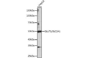 Western blot analysis of extracts of HepG2 cells, using GLUT1/SLC2 Polyclonal Antibody (1208) at 1:1000 dilution. (GLUT1 anticorps  (C-Term))