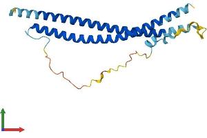 AlphaFold protein structure predicition of Human Recombinant SNAP23 Protein, UniprotID O00161