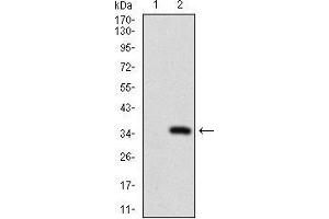 Western blot analysis using ABCC4 mAb against HEK293 (1) and ABCC4 (AA: 631-692)-hIgGFc transfected HEK293 (2) cell lysate.
