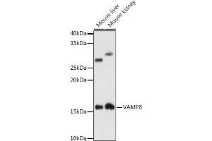 Western blot analysis of extracts of various cell lines, using V antibody (ABIN7271317) at 1:1000 dilution. (VAMP8 anticorps)