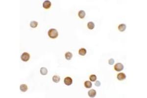 anti-Yippee-Like 2 (YPEL2) (N-Term) antibody