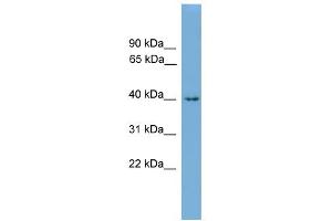 WB Suggested Anti-Alx1 Antibody Titration: 0. (ALX1 anticorps  (N-Term))