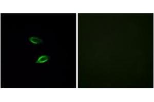 Immunofluorescence (IF) image for anti-G Protein-Coupled Receptor 157 (GPR175) (AA 81-130) antibody (ABIN2890855) (GPR157 anticorps  (AA 81-130))