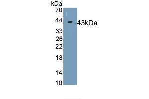 Detection of Recombinant IDO, Human using Monoclonal Antibody to Indoleamine-2,3-Dioxygenase (IDO)
