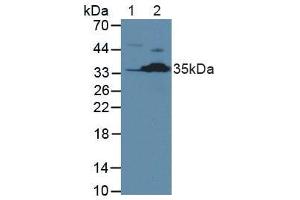 Western blot analysis of (1) Human Jurkat Cells and (2) Mouse Kidney Tissue. (Caspase 2 anticorps  (AA 334-452))