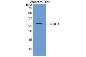 Western blot analysis of recombinant Human CYPD. (PPID anticorps  (AA 7-206))