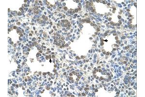 Immunohistochemistry (IHC) image for anti-Solute Carrier Family 26, Member 5 (Prestin) (SLC26A5) (Middle Region) antibody (ABIN310566) (SLC26A5 anticorps  (Middle Region))