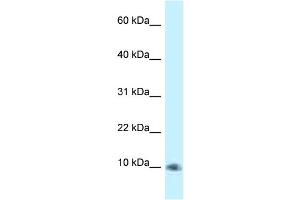 WB Suggested Anti-PSMG3 Antibody Titration: 1. (PSMG3 anticorps  (C-Term))