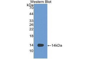 Western Blotting (WB) image for anti-C-Fos Induced Growth Factor (Vascular Endothelial Growth Factor D) (Figf) (AA 93-201) antibody (ABIN3201336) (VEGFD anticorps  (AA 93-201))
