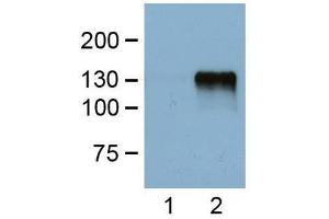 1:1000 (1μg/mL) Ab dilution probed against HEK293 cells transfected with DYKDDDDK-tagged protein vector, untransfected (1) and transfected (2) (DYKDDDDK Tag anticorps)