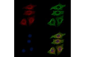 ABIN7093317 and ABIN7097336 staining HepG2 cells by IF/ICC.