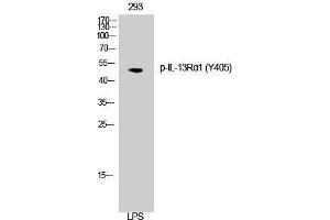Western Blotting (WB) image for anti-Interleukin 13 Receptor, alpha 1 (IL13RA1) (pTyr405) antibody (ABIN3182446) (IL13 Receptor alpha 1 anticorps  (pTyr405))