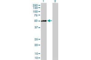 Western Blot analysis of PRKAR1B expression in transfected 293T cell line by PRKAR1B MaxPab polyclonal antibody.