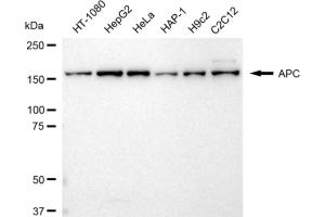 Western blotting analysis using APC antibody (ABIN7797515).