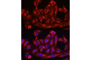 Immunofluorescence analysis of U-2 OS cells using HMGCR Rabbit pAb (ABIN3022293, ABIN3022294, ABIN3022295, ABIN1513022 and ABIN6218714) at dilution of 1:100 (40x lens).