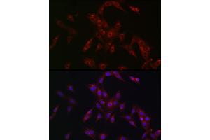 anti-Major Histocompatibility Complex, Class I-Related (MR1) (AA 20-260) antibody