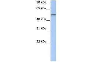 Vimentin antibody used at 1 ug/ml to detect target protein. (Vimentin anticorps  (C-Term))