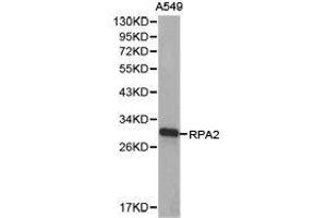 Western Blotting (WB) image for anti-Replication Protein A2, 32kDa (RPA2) antibody (ABIN1874638) (RPA2 anticorps)