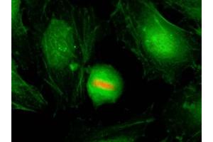 ICC/IF of HeLa cells using recombinant phospho-Histone H4 antibody (red).