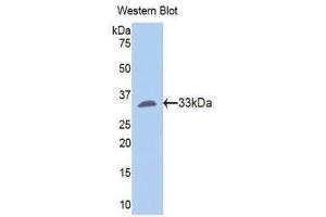 Western Blotting (WB) image for anti-Fibrinogen gamma Chain (FGG) (AA 170-429) antibody (ABIN1175718) (FGG anticorps  (AA 170-429))