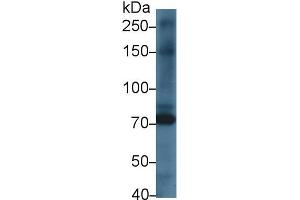 Western blot analysis of Rat Heart lysate, using Rat KEL Antibody (1 µg/ml) and HRP-conjugated Goat Anti-Rabbit antibody ( (KEL anticorps  (AA 439-713))