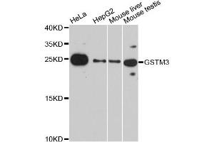 Western blot analysis of extracts of various cell lines, using GSTM3 antibody (ABIN2736867) at 1:3000 dilution. (GSTM3 anticorps)