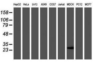 Image no. 6 for anti-RNA Binding Protein with Multiple Splicing (RBPMS) antibody (ABIN1500647)