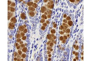 Immunohistochemistry analysis of paraffin-embedded rat colon using MUC2 Polyclonal Antibody at dilution of 1:600. (MUC2 anticorps)