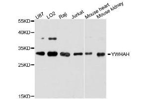 Western blot analysis of extracts of various cell lines, using YWHAH antibody. (14-3-3 eta anticorps  (AA 1-246))