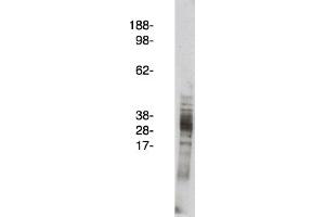 Image no. 1 for anti-Arachidonate 5-Lipoxygenase-Activating Protein (ALOX5AP) antibody (ABIN265257) (ALOX5AP anticorps)