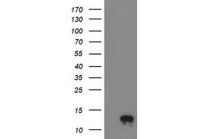Western Blotting (WB) image for anti-NADH Dehydrogenase (Ubiquinone) 1 alpha Subcomplex, 7, 14.5kDa (NDUFA7) antibody (ABIN1499660) (NDUFA7 anticorps)