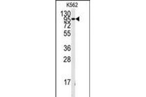 Western blot analysis of anti-FGFR1 Antibody  h in K562 cell line lysates (35 μg/lane). (FGFR1 anticorps  (AA 132-161))