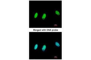 ICC/IF Image Immunofluorescence analysis of paraformaldehyde-fixed HeLa, using HP1-beta, antibody at 1:200 dilution.