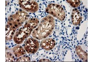 Image no. 2 for anti-Aminoacylase 3 (ACY3) antibody (ABIN1496465) (Aminoacylase 3 anticorps)