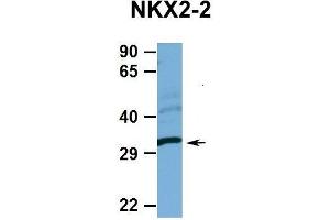 Hum. (Nkx2-2 anticorps  (N-Term))