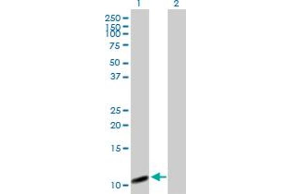 COX7A2L anticorps  (AA 1-114)