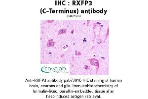 Image no. 1 for anti-Relaxin 3 Receptor 1 (RXFP3) (C-Term) antibody (ABIN1738989) (Relaxin 3 Receptor 1 anticorps  (C-Term))
