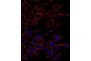 Confocal immunofluorescence analysis of Hela cells using  antibody  at dilution of 1:200. (ATP5A1 anticorps)