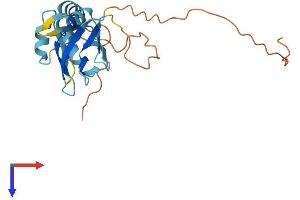 AlphaFold protein structure predicition of Mouse Recombinant Srsf9 Protein, UniprotID Q9D0B0