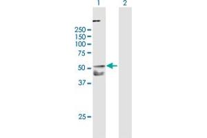 Western Blot analysis of TNFRSF10A expression in transfected 293T cell line by TNFRSF10A MaxPab polyclonal antibody.