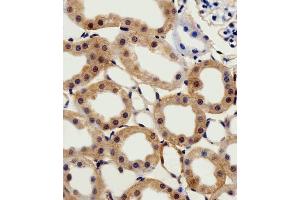 Immunohistochemical analysis of paraffin-embedded R.
