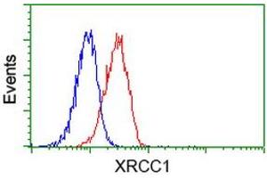 Image no. 1 for anti-X-Ray Repair Complementing Defective Repair in Chinese Hamster Cells 1 (XRCC1) antibody (ABIN1501768) (XRCC1 anticorps)