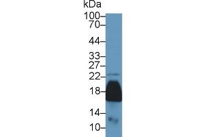 Western blot analysis of Mouse Kidney lysate, using Mouse PRDX5 Antibody (1 µg/ml) and HRP-conjugated Goat Anti-Rabbit antibody ( (Peroxiredoxin 5 anticorps  (AA 1-210))