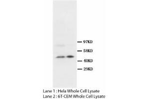 Image no. 2 for anti-S-Phase Kinase-Associated Protein 2 (SKP2) (N-Term) antibody (ABIN1495043) (SKP2 anticorps  (N-Term))