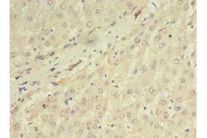Immunohistochemistry of paraffin-embedded human liver tissue using ABIN7162276 at dilution of 1:100 (ORMDL1 anticorps  (AA 48-100))
