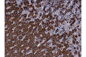 IHC-P Image Ferredoxin Reductase antibody detects Ferredoxin Reductase protein at mitochondria in rat adrenal gland by immunohistochemical analysis. (Ferredoxin Reductase anticorps)